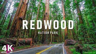 Redwood National Park 4K Ultra HD • Stunning Footage, Scenic Relaxation Film with Calming Music