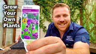 How To Grow Your Own Plants From SEED - Verbena Bonariensis