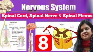 Spinal Cord, Spinal Nerve and Spinal Plexus || Spinal Cord Anatomy || Spinal Cord || Spinal Nerve