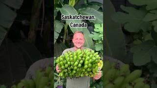 #arkopia #greenhouse #bananas #saskatchewan #canada #farmlife #homestead #banana