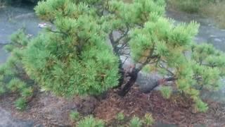 Pine ball bonsai material 2017 Sep Norway - Kristiansand - Dueknipen