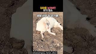 엄마를 놓쳐버린 아기 염소 #동물 #염소