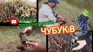 Процес пророщування чубуків винограду