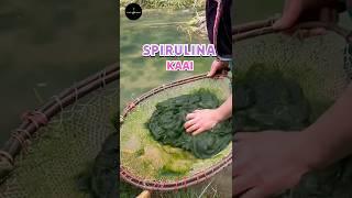 Spirulina Superfood #science #sciencefacts