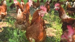 Vital Farms Slow TV | Pasture-Raised Lifestyle