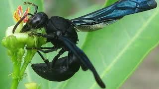 [Black Wasp] Incredible Black Wasp Facts! || Black Wasp Species, Types, and Scientific Name