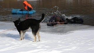 Собака помогает вытащить туриста из ледяной воды