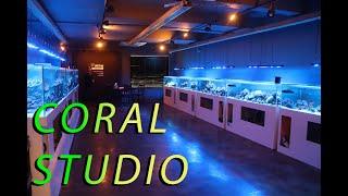 A Korean Aquarium Shop Like No Other