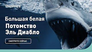 Большая белая | Потомство Эль Диабло | Discovery