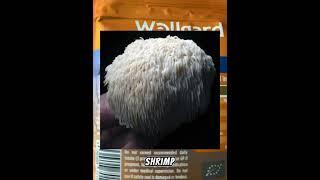 Boost Your Brain with Lion's Mane Mushrooms #fok #benefits #herbal