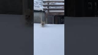 Lola running through the snow