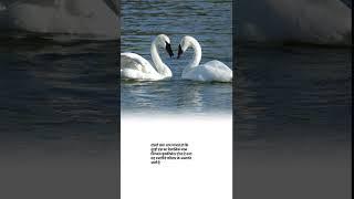 Trumpeter swan family and scienctific name #shorts agriculture knowledge facts