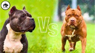 Pit Bull vs. American Bully: What's the difference?