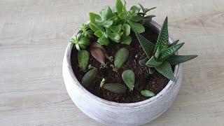 Planting up a Bowl of Succulents with lots of Baby Jade Plants