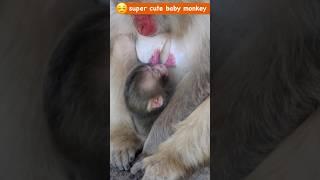 Sleepy Baby Monkey and Milk　 #monkey #babymonkey #snowmonkey