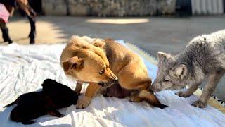 The little fox  wanted to play with the puppy  but ended up getting scolded by the puppy’s mom. 