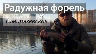  Paid pond on Timiryazevskaya, Moscow. Rainbow trout pond.