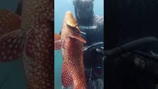 Spearfishing GIANT Ballan Wrasse!!Pesca Submarina en GALICIA PINTO XXL