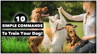 Mastering Basic Dog Training Commands: A Step-by-Step Guide