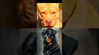 PIT BULL VS TURKISH KANGAL, ROTTWEILER,CANE CORSO