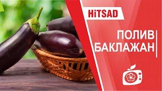 Как вырастить вкусные баклажаны  Полив баклажанов