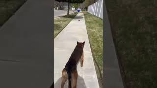 Training a Belgian Malinois Male #shorts #dogtraining #malinois #viral