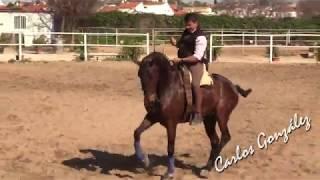 José Antonio Olea Rodríguez & Bello XXIII entrenando 11 02 2020