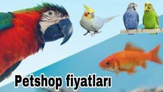 Düven av market ve Petshop ziyaretim/Güncel Muhabbet kuşu fiyatları/Papağan fiyatları/kanaryalar