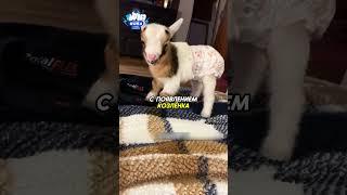 Мужчина приютил козлёнка️ #животные #animals