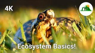 Ecosystems Episode 1: What is an ecosystem?