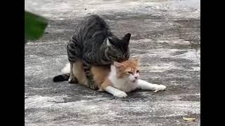 Cat mating ~ Female Cats Scream