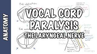 Laryngeal Nerve Palsy or Paralysis (Anatomy, physiology, classification, causes, pathophysiology)