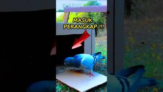 Perangkap Sederhana Burung Merpati | Hemat Biaya! #shorts #viral #trending