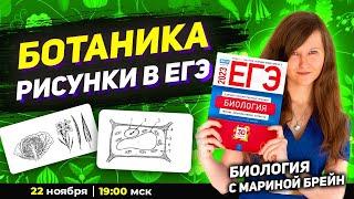 РИСУНКИ В БОТАНИКЕ ЕГЭ