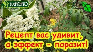 В 10 РАЗ БОЛЬШЕ ПОЛЬЗЫ ОТ УДОБРЕНИЙ И ПРЕПАРАТОВ! Просто сделайте сами этот СУПЕР настой из листьев.