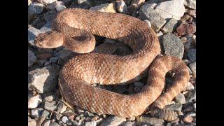 Sonoran Desert - Phoenix Mountains Preserve - Up Close and Amazing