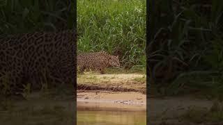 Riverside Ambush: The Jaguar Strikes an Unsuspecting Caiman