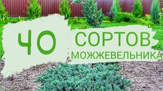 В "МОЖЖЕВЕЛОВОМ САДУ" УЖЕ 40 СОРТОВ МОЖЖЕВЕЛЬНИКА. 25.08.2023г. БЕЛАРУСЬ, ГОМЕЛЬСКАЯ ОБЛАСТЬ