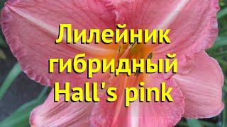 Лилейник гибридный Хелс пинк. Краткий обзор, описание характеристик hemerocallis Hall's pink