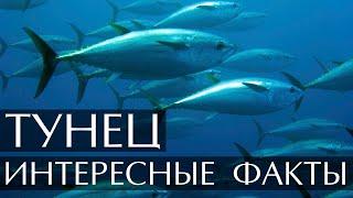 Тунец - интересные факты