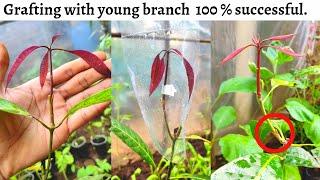 Mango grafting NEW technique !! | How to graft mango tree,