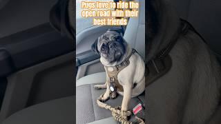 Pugs love to ride the open road with their best friends