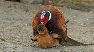 Pheasant breeding Chickens (re upload)