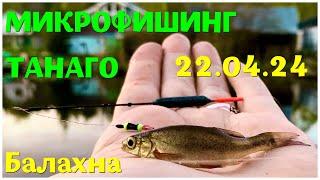 Рыбалка на маленькую поплавочную удочку Танаго. Tanago Micro Fishing. 22.04.2024 Балахна.