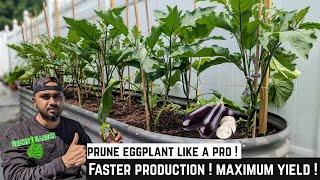 Pruning Eggplant for Bigger yield ! Faster Production | Tips for Beginners| #greentgarden #garden