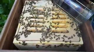 УЛЕЙ "ВЕЛИКОРУСЬКИЙ"™ Часть 7.  Изоляция матки на зиму Beekeepers Honeybees Beehives ミツバチ