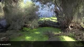 Perth's Sick Lakes Number 2 - Booragoon Lake, City of Melville