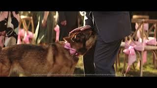 Stella & Chewy's - Dog Sniffing :15 Spot