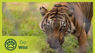 Sumatras Last Tigers - Go Wild