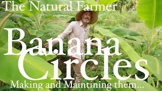 Banana Circles  - John Kaisner The Natural Farmer